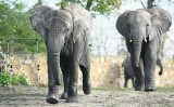 Warszawskie ZOO to idealna propozycja na spędzenie weekendu