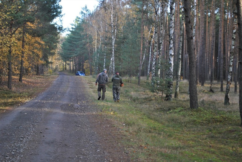 Mieszkańcy spacerują po lesie i zbierają grzyby.