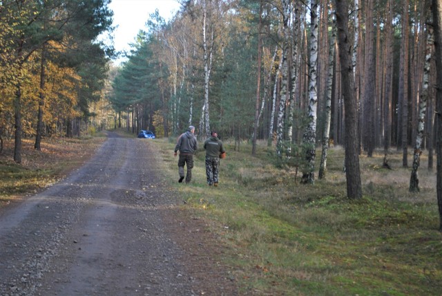 Mieszkańcy spacerują po lesie i zbierają grzyby.