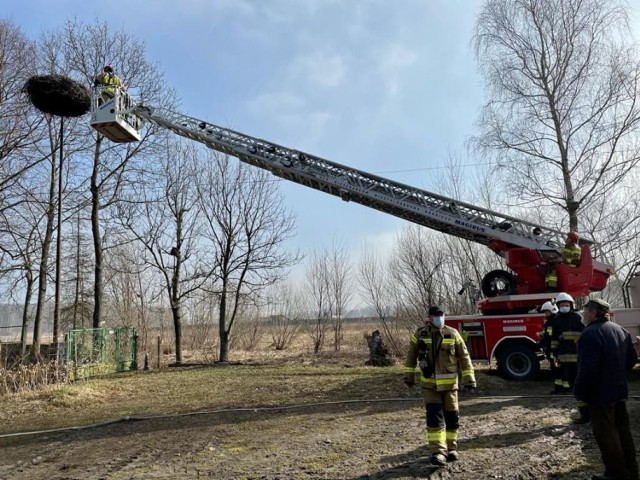 Gniazdo zostało zmniejszone i zabezpieczone. Bociany będą czuć się komfortowo Zobacz kolejne zdjęcia/plansze. Przesuwaj zdjęcia w prawo - naciśnij strzałkę lub przycisk NASTĘPNE