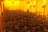W regionie zlikwidowano dwie duże plantacje marihuany. Skonfiskowano 65 kilogramów narkotyków [ZDJĘCIA, WIDEO]