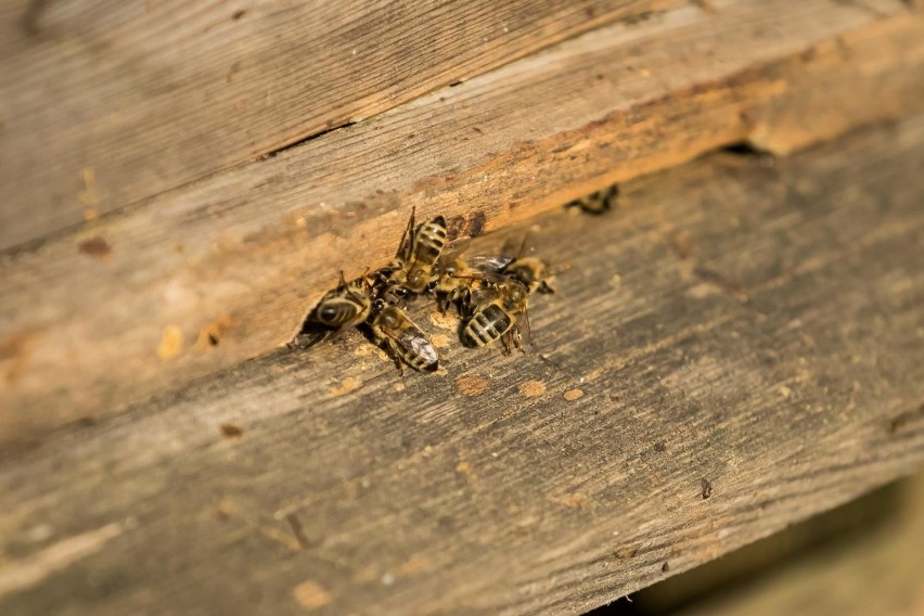 Od kilku dni bardzo aktywne są też pszczoły mieszkające w...