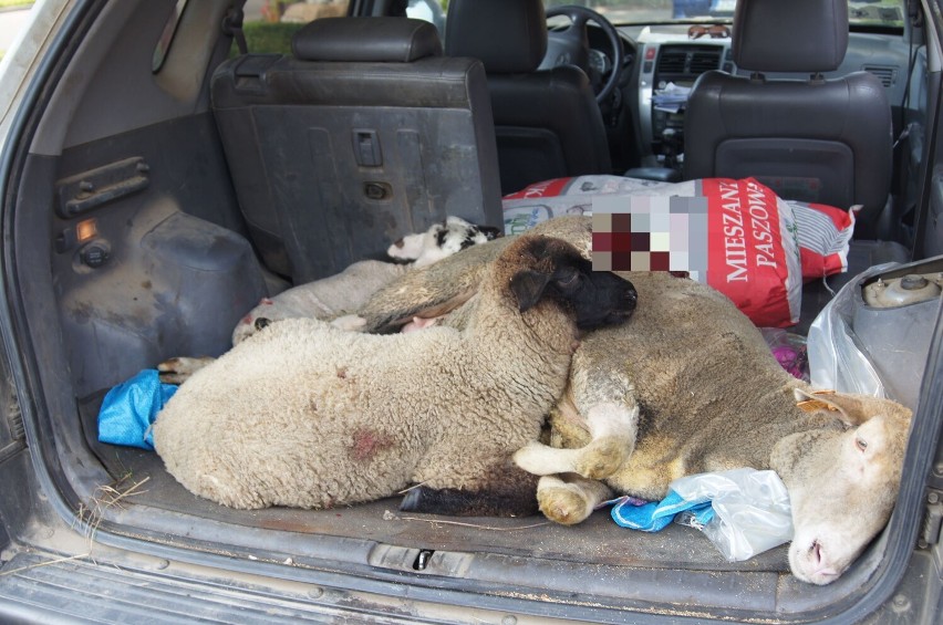W roku 2018 jeden z rolników przywiózł owce poranione przez...