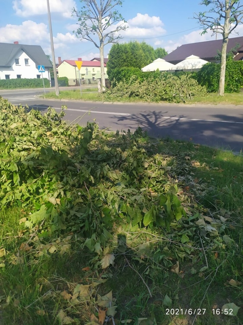 Przy ul. Sadowej w Wieluniu przycięto drzewa w czasie, kiedy  już bujnie się zieleniły ZDJĘCIA