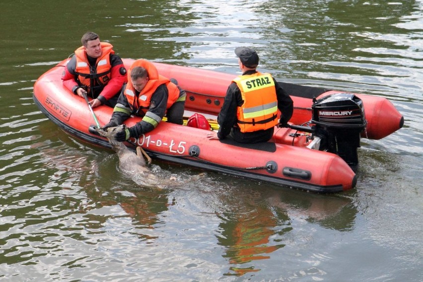 Wrocław: Strażacy uratowali jelonka - wyłowili go z Odry (ZDJĘCIA)