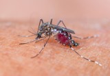 Czy w Polsce są komary tygrysie? Pasożyty przenoszące wirusy wykryto w wielu krajach Europy. Sprawdź, gdzie występują i jak je rozpoznać