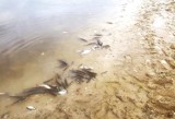 Przyducha zabiła dziesiątki ryb w Huczwie. Nikt na razie nie wie co było przyczyną 