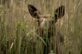 Łosie w Machowej! Zobaczcie zdjęcia Jacka Warżały