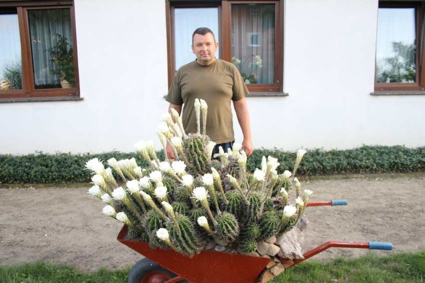 Benice mają się czym pochwalić! Egzotyczny kaktus państwa Grobelnych jest ewenementem! [ZDJĘCIA]