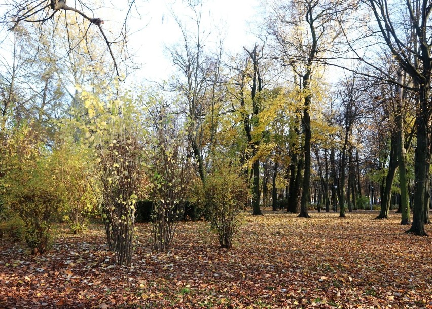 Radomski park Tadeusza Kościuszki przybrał jesienne barwy....