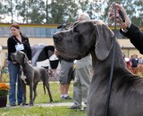 W Zgierzu na stadionie MOSiR odbyła się Europejska Wystawa Doga Niemieckiego