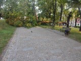 Niebezpieczny incydent w parku pod Jasną Górą. Drzewo runęło na alejkę spacerową