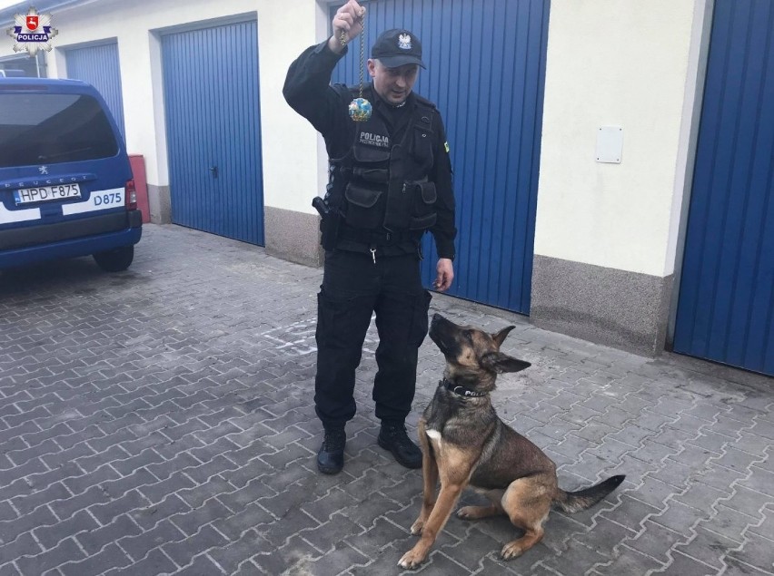 Nowy członek świdnickiej policji. To Mrozula, owczarek belgijski