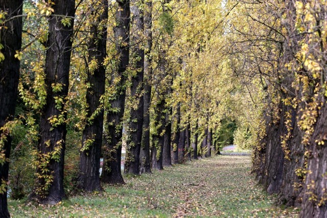 Dolina Trzech Stawów w Katowicach i Park Śląski w październiku 2020