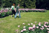 Peonie kwitną w łódzkim ogrodzie botanicznym