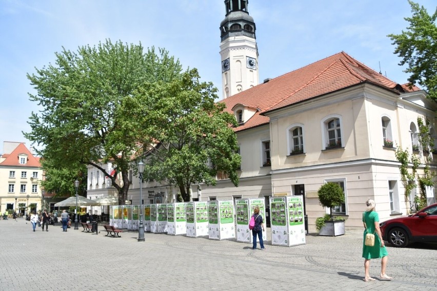 Wystawa plenerowa pt. Rozwój przestrzenny Zielonej Góry,...