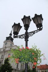 Zielony Kalisz. Tysiące kwiatów ubarwią ulice Kalisza ZDJĘCIA