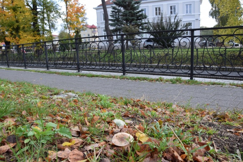 Takie grzyby rosną na miejskich trawnikach w Pruszczu! Zobaczcie zdjęcia!