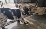 Pies celników Bruce, na jednej zmianie w Korczowej, pomógł wykryć przemyt papierosów w dwóch autach [ZDJĘCIA]