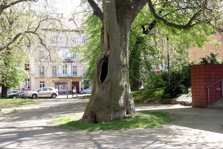 Legnica: Śmietnik w dziupli drzewa w centrum miasta, zobaczcie zdjęcia