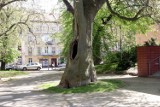 Legnica: Śmietnik w dziupli drzewa w centrum miasta, zobaczcie zdjęcia
