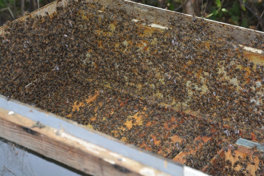 Powiat tczewski. Rolnicy robią opryski podczas oblotów pszczół - owady giną [ZDJĘCIA]