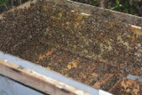 Powiat tczewski. Rolnicy robią opryski podczas oblotów pszczół - owady giną [ZDJĘCIA]