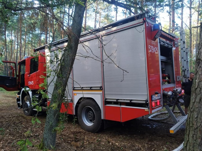 Pożar lasu w Porębach w gminie Zduńska Wola   