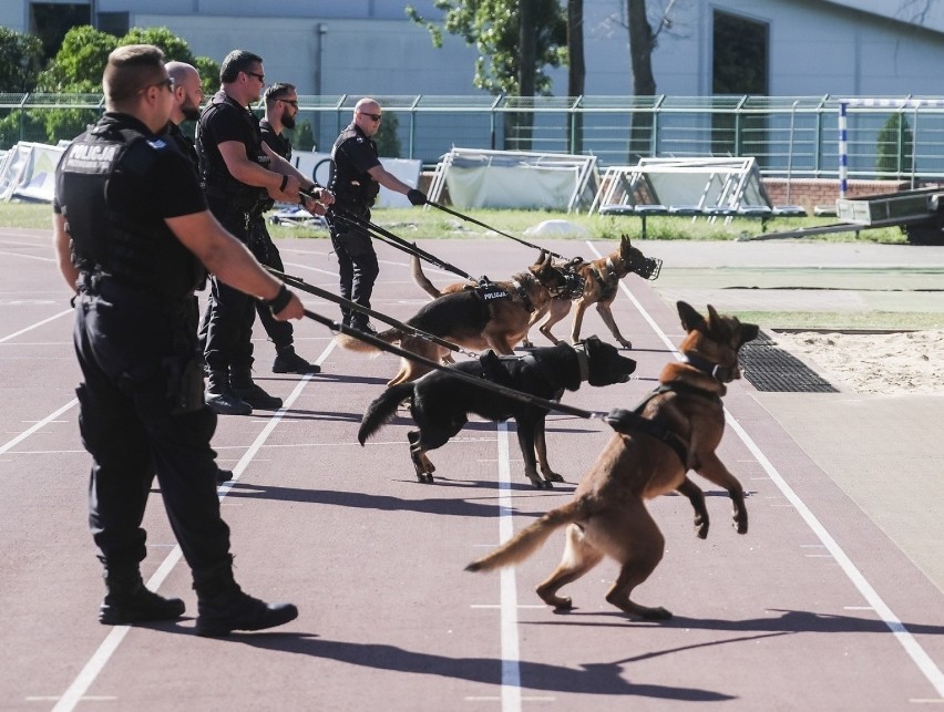 Owczarki, służące w toruńskiej policji, tym razem trenowały...