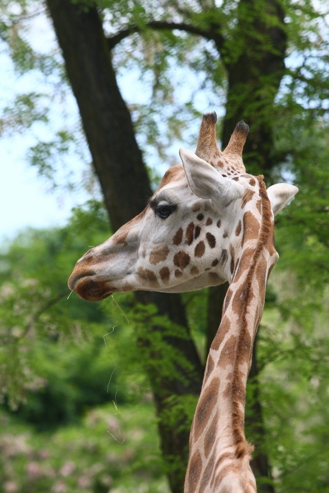 Całodobowej opieki medycznej wymaga żyrafa Tofik, ostatni samiec tego gatunku w łódzkim zoo.