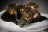 Infekcja u kotów – co robić? Szamotulski Sanepid apeluje do właścicieli