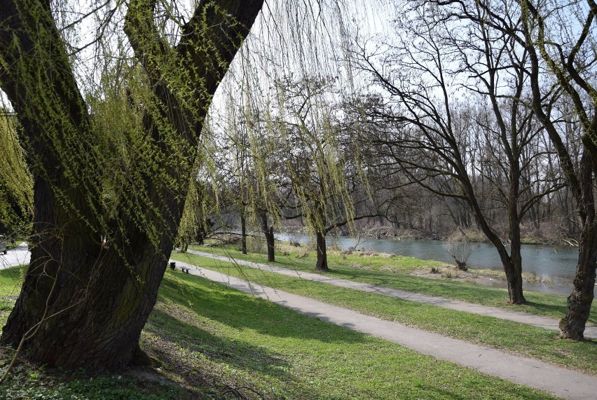 Na oświęcimskich Bulwarach, czy jak kto woli plantach, nie...