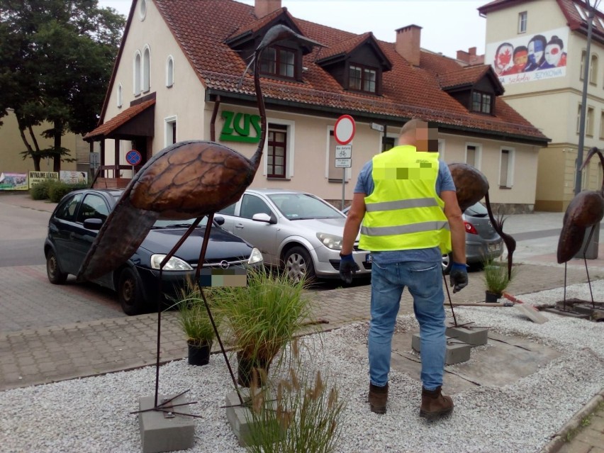 Takie ptaki wylądowały w centrum Szczecinka. I już ich nie ma... [nowe zdjęcia]