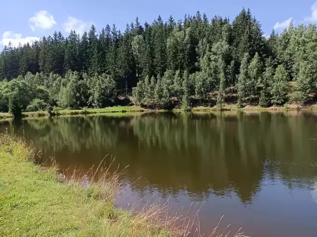 Zalew w Grzędach w gminie Czarny Bór jest uroczo położony wśród drzew