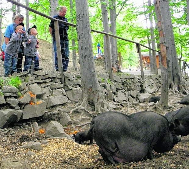 Rodzina Pisarków ogląda świnki wietnamskie