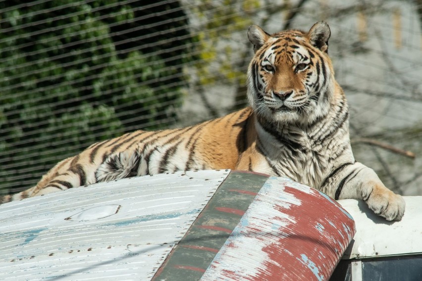 Majówka w stylu PRL w zoo

Przez całą majówkę w Parku na...