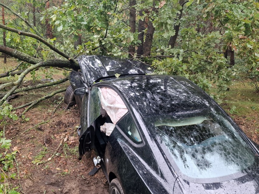 Mustang uderzył w drzewo na drodze Włocławek - Brześć Kujawski [zdjęcia]