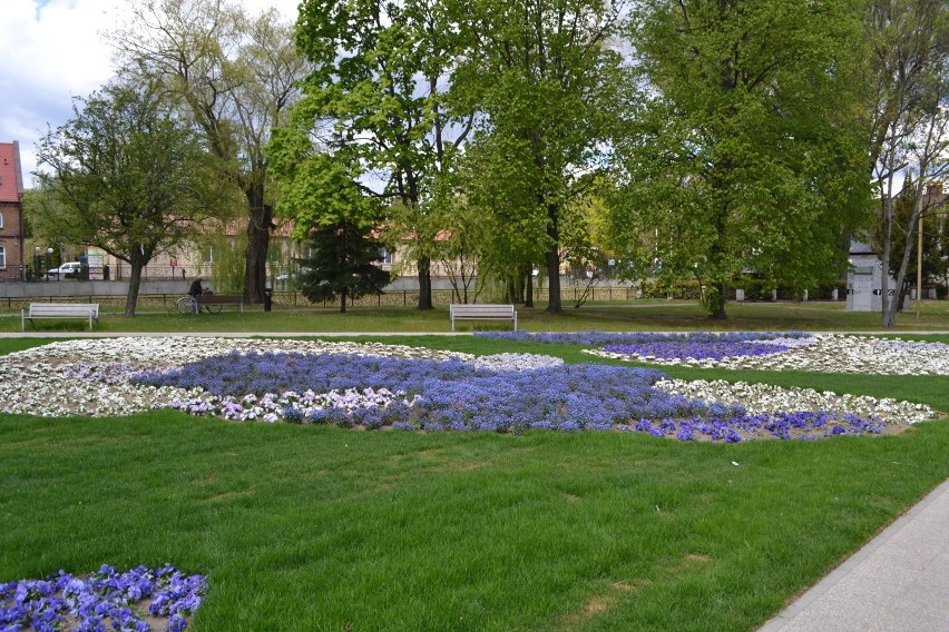 Pruszcz Gdański: Tulipany, bratki i niezapominajki - te kwiaty zdobią już miasto [GALERIA]