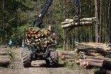 Trójmiasto: Wycinka zdrowych drzew. Samorządy wymierzają kary za nielegalne wycinki