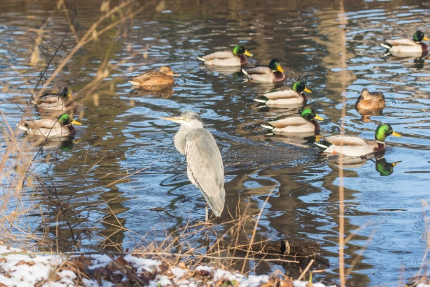 Jak wynika z bloga naturnik.pl, w parku Sołackim wiosną...