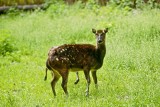 Wskrzeszony jeleń z Filipin we wrocławskim zoo