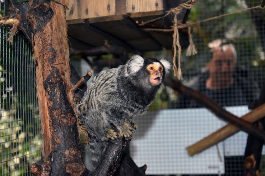 Małpki marmozety białouche zadomowiły się w Legnickiej Palmiarni [ZDJĘCIA]