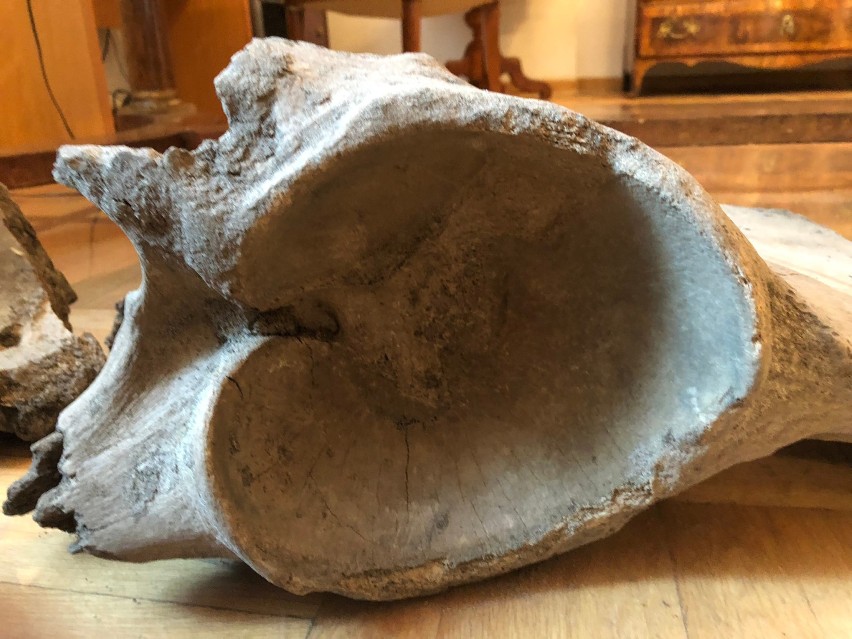 Mamut na budowie Metra? Naukowcy przebadali prehistoryczne kości ze stacji Płocka. Okazało się, że to słoń leśny