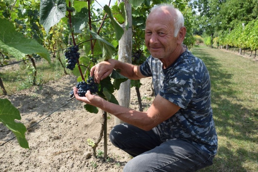 Uprawa winorośli na ziemi lubuskiej ma swoją długą tradycję....