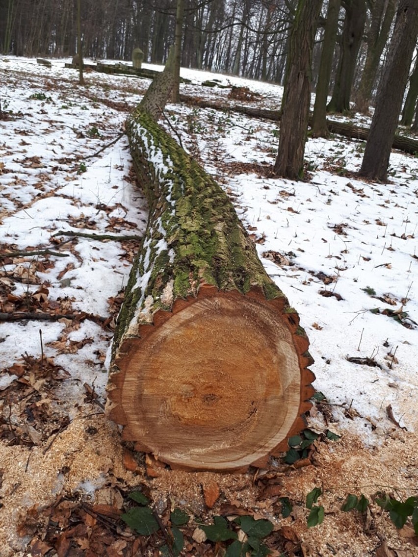 Wałbrzyszanie oburzeni wycinką drzew w parku na Rusinowej w...