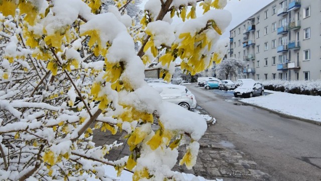 Zimowy, biały poranek w Kielcach. Zobacz zdjęcia