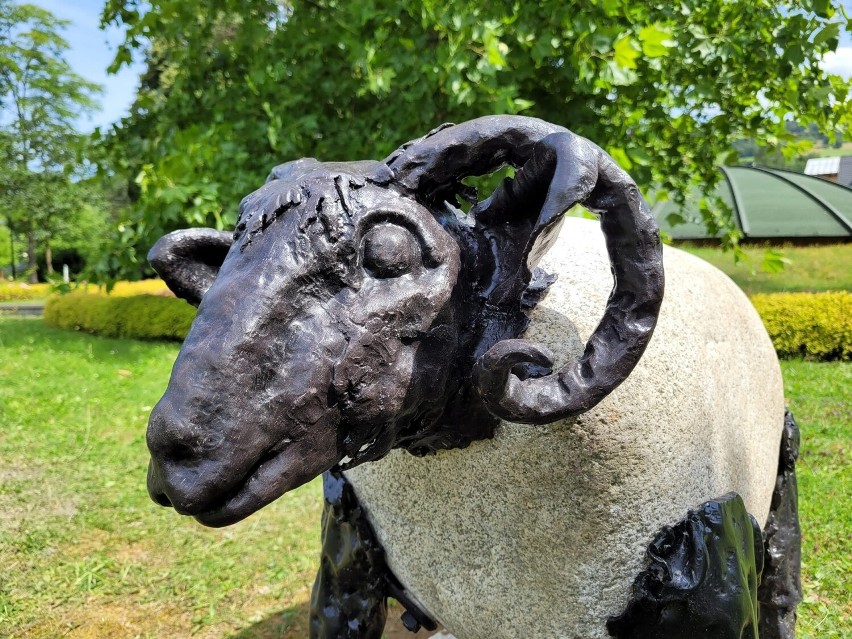 Piwniczna-Zdrój ma nową atrakcję turystyczną. To stadko czarnych owiec, z którymi kojarzone jest uzdrowisko. Szukają dla nich imion