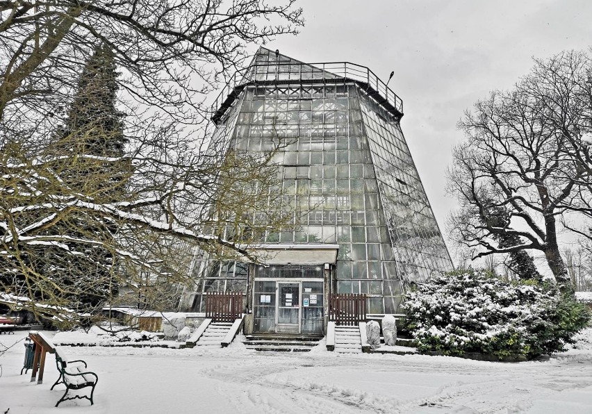 Kraków. Ogród Botaniczny pokryty białym puchem. Warto tu przyjść również zimą  [ZDJĘCIA]