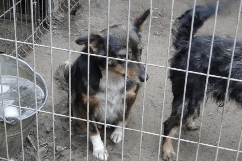 Glinno, Nowy Tomyśl. Apel stowarzyszenia &quot;Łapa&quot; w sprawie przytuliska [FOTO]