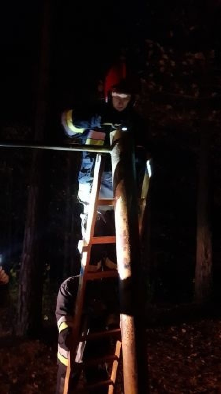 Strażacy ze Skarżyska uratowali sowę. Bez nich ptak by nie przeżył